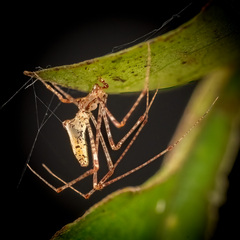 Rhomphaea sp. "Chocolate Chips" © Joseph K H Koh  • Habitus • Lateral • Alive • ♀ • Adult